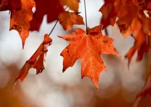 2026 Leaf Peeper Half Marathon logo
