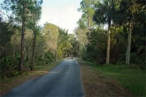 A paved road winds through a lush forest with tall trees and green foliage on either side.