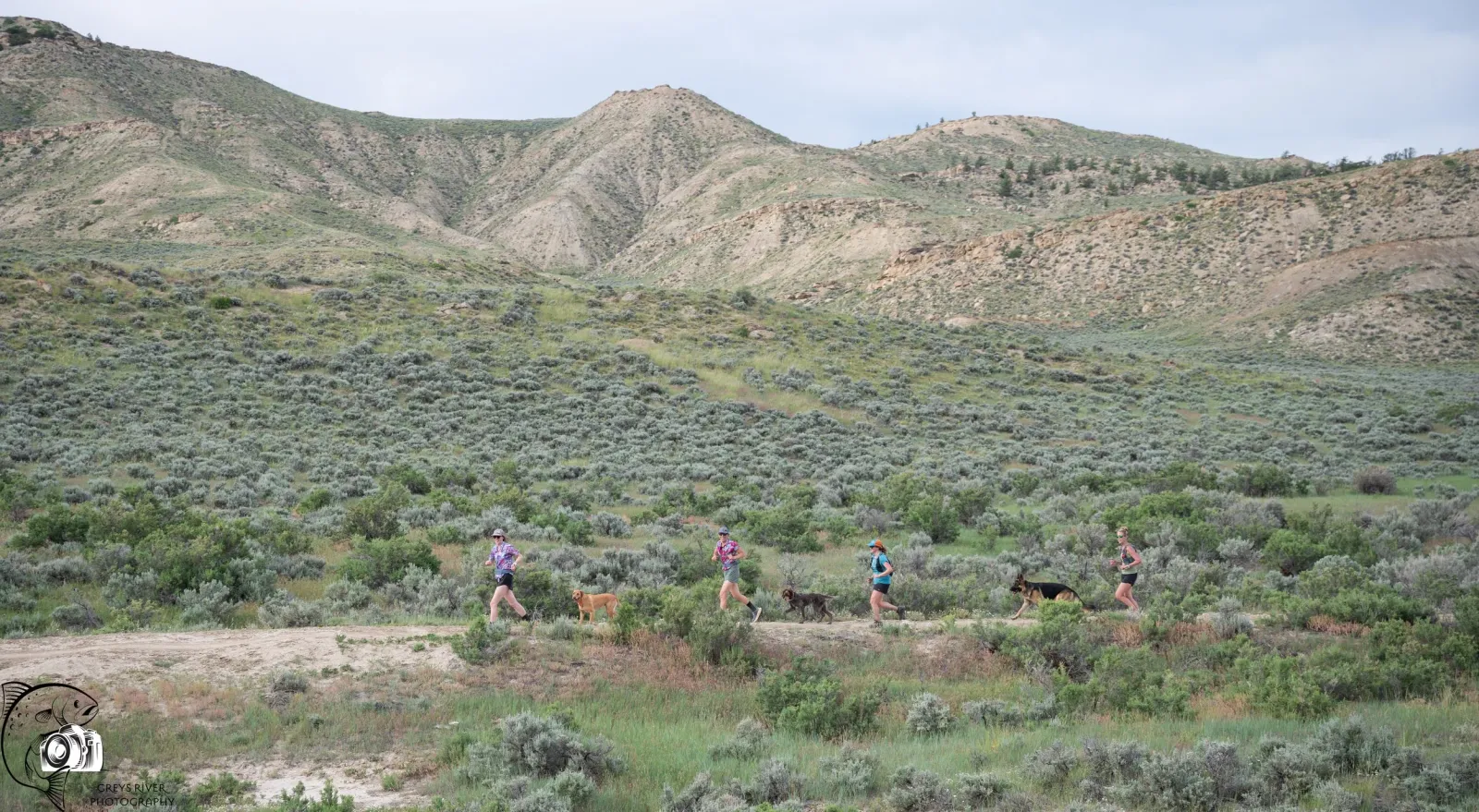 Runners with dogs on a trail with rolling hills in the background.