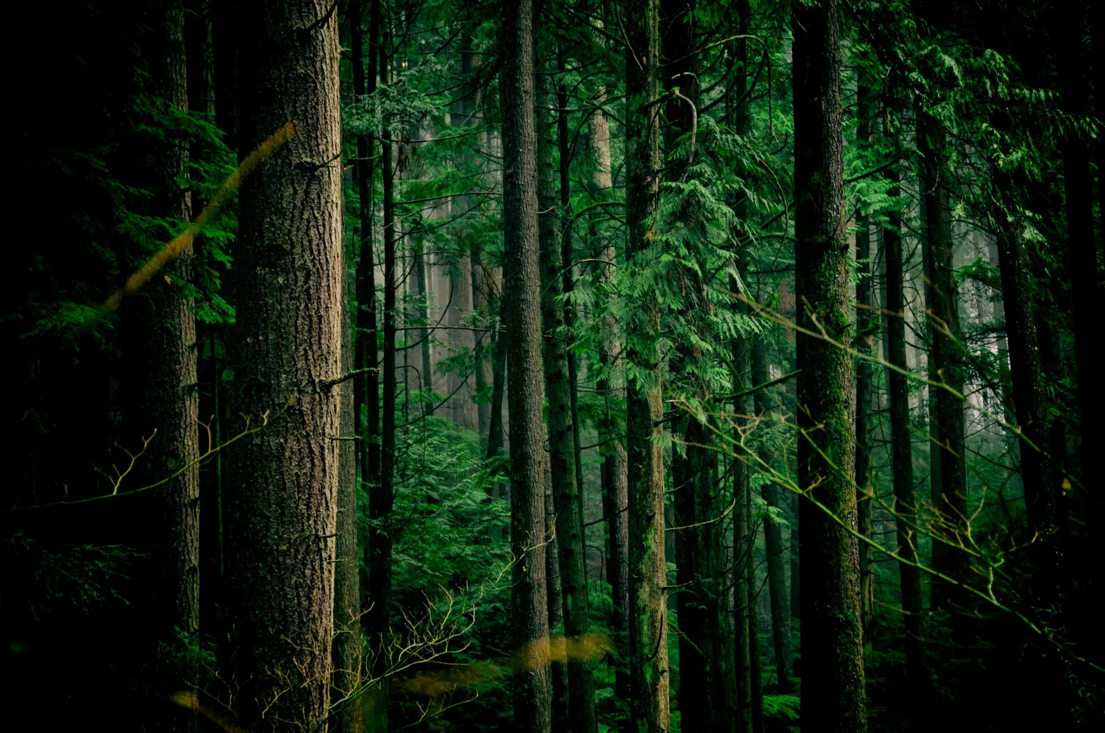 A dense forest with tall trees and lush green foliage.