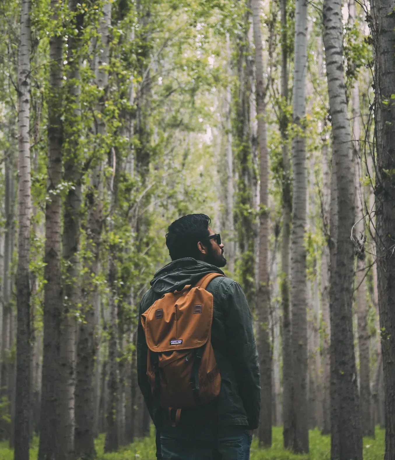 A person with a backpack stands in a forest looking up.