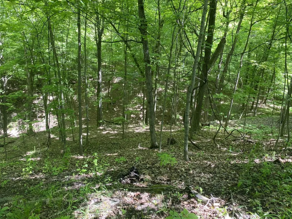 A sun-dappled forest trail with dense trees and fallen leaves on the ground.