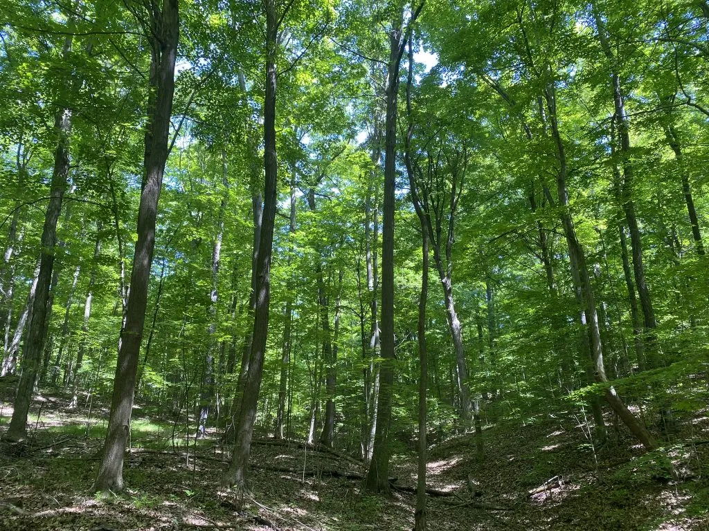 A sun-dappled forest path winding through tall trees with lush green foliage.