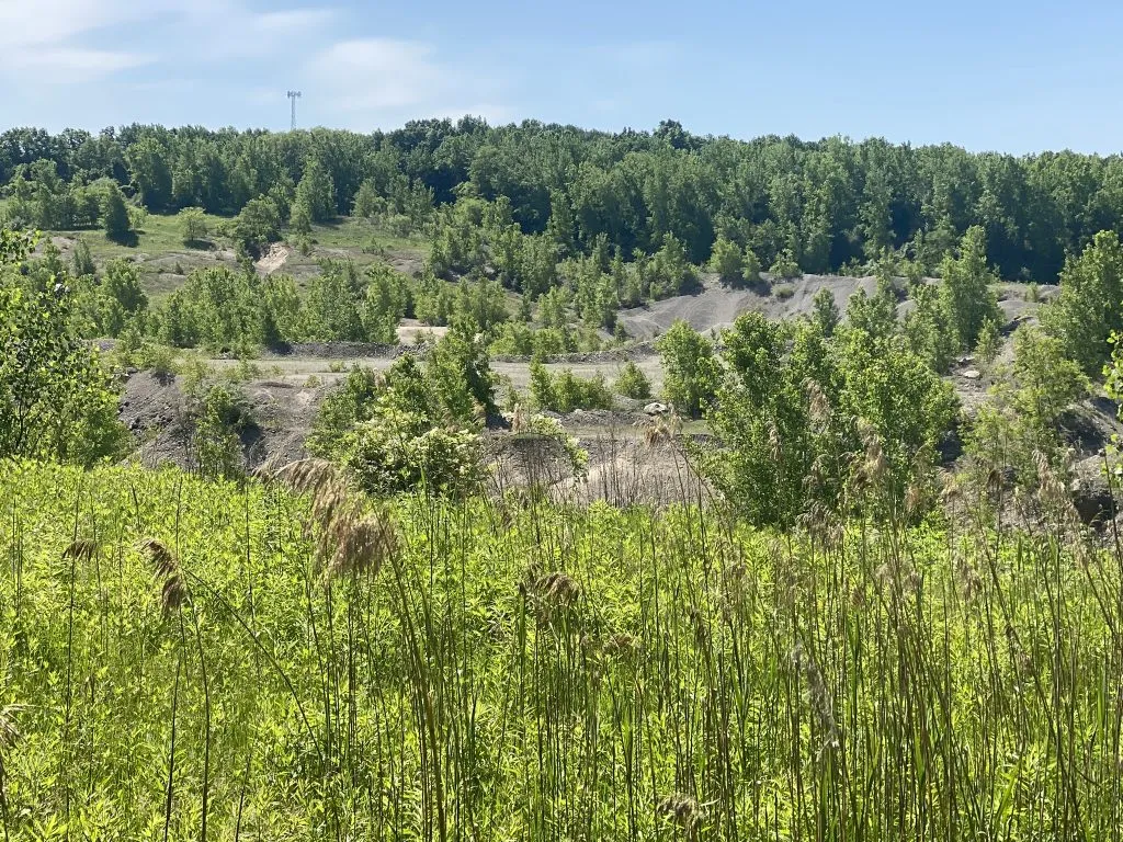 A scenic view of a hilly, wooded area with tall grass in the foreground, suggesting a trail or natural course.