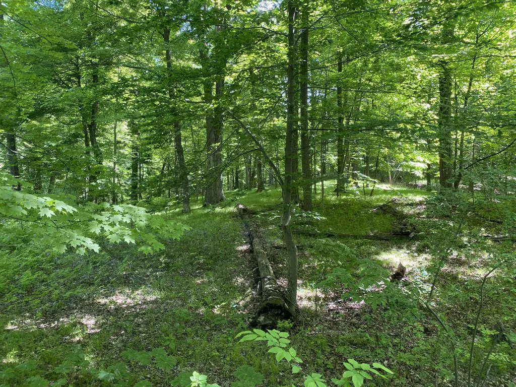 A sun-dappled forest trail with a fallen log across the path.