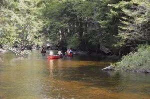 People canoeing on a calm river surrounded by a lush green forest.