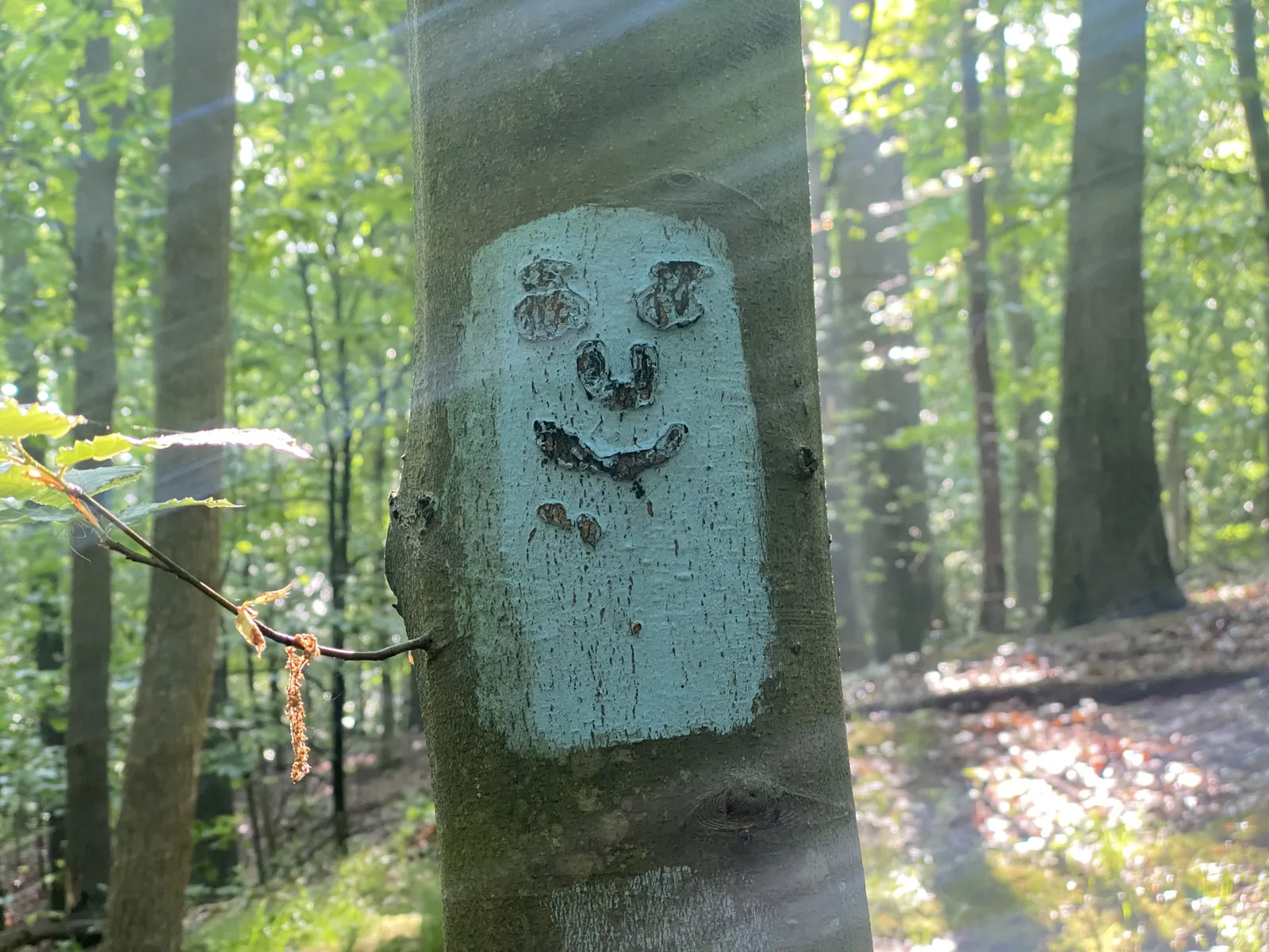 A tree trunk in a sun-dappled forest with a painted face on it.