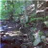 A wooded trail with a stream running alongside it.