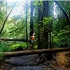 A runner navigates a fallen log on a wooded trail.