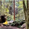 Tents set up in a forest clearing along a trail, with lush green foliage and tall trees.