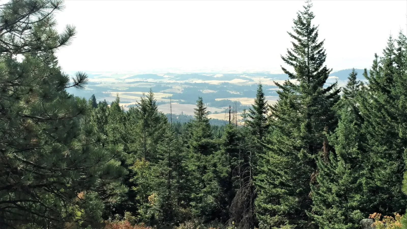 Moscow Mountain Madness photo 6