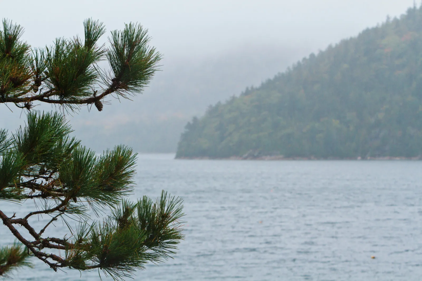 A scenic view of a body of water with a forested hill in the background, framed by pine branches in the foreground.