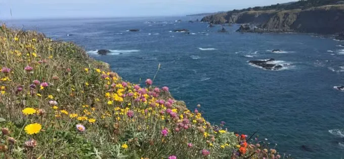 Scenic view of the Noyo Headlands coastline with wildflowers in the foreground and the Pacific Ocean in the background.