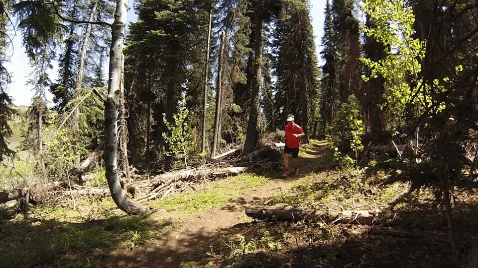 A runner in a red shirt and black shorts runs on a dirt trail through a forest.