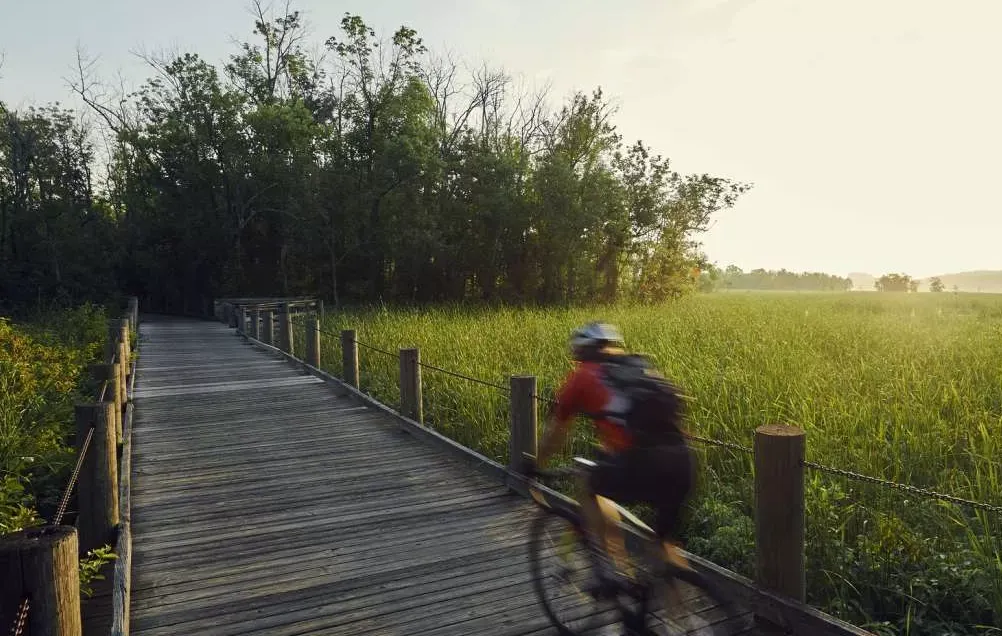 A cyclist rides on a wooden boardwalk through a grassy field with trees in the background.