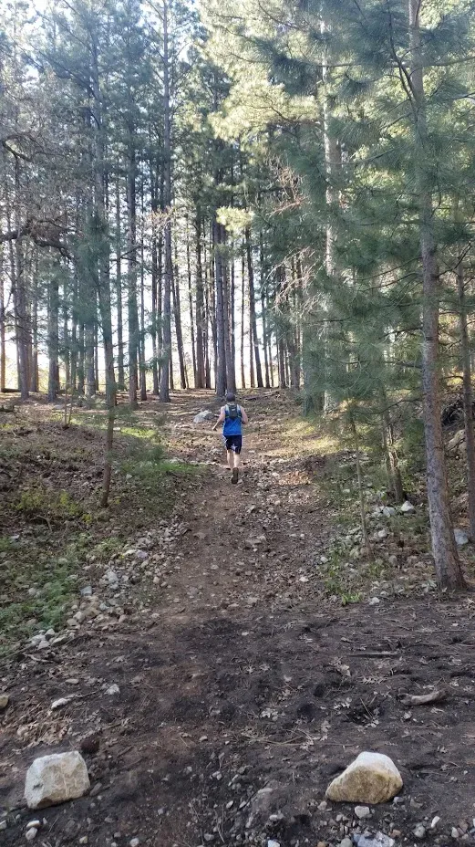 A runner ascends a dirt trail through a pine forest.