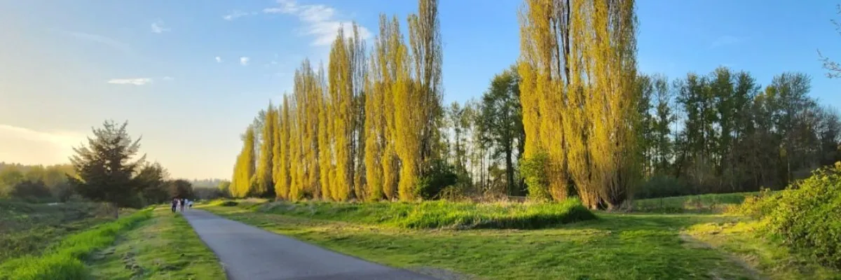 Runners on a paved path lined with tall trees and green grass under a blue sky.