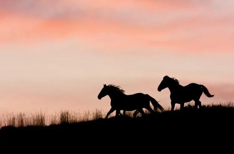 Silhouettes of two horses running across a grassy hill against a pink and orange sunset sky.