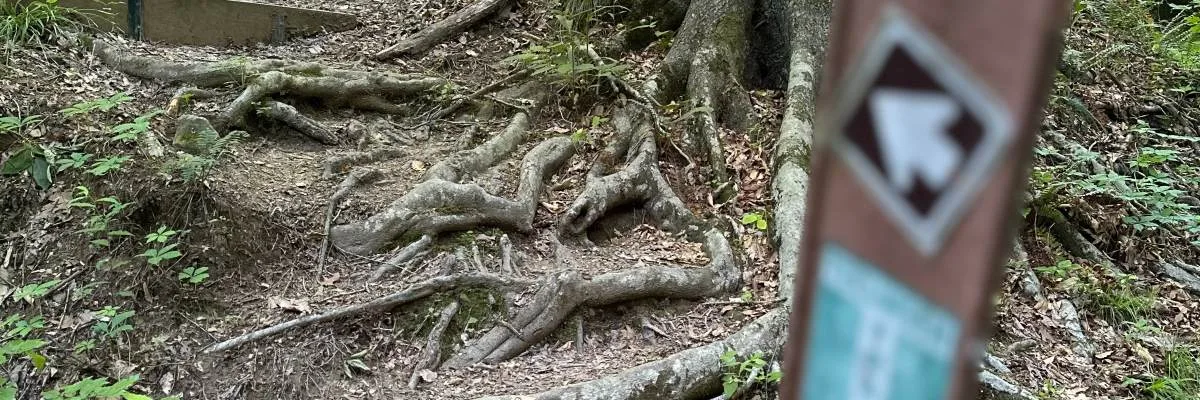 Run With The Squirrels photo 2