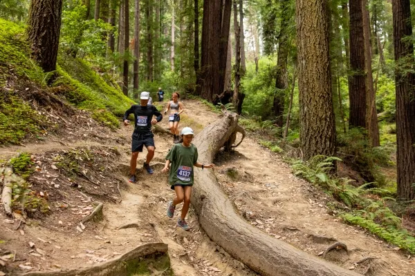 Runners descending a dirt trail through a redwood forest, with a fallen log across the path.