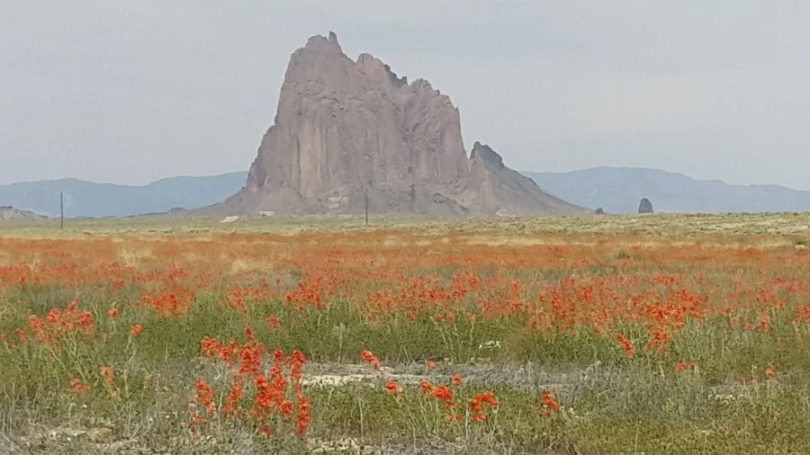A field of red wildflowers in the foreground with a large, distinctive rock formation (Shiprock) in the background under a hazy sky.