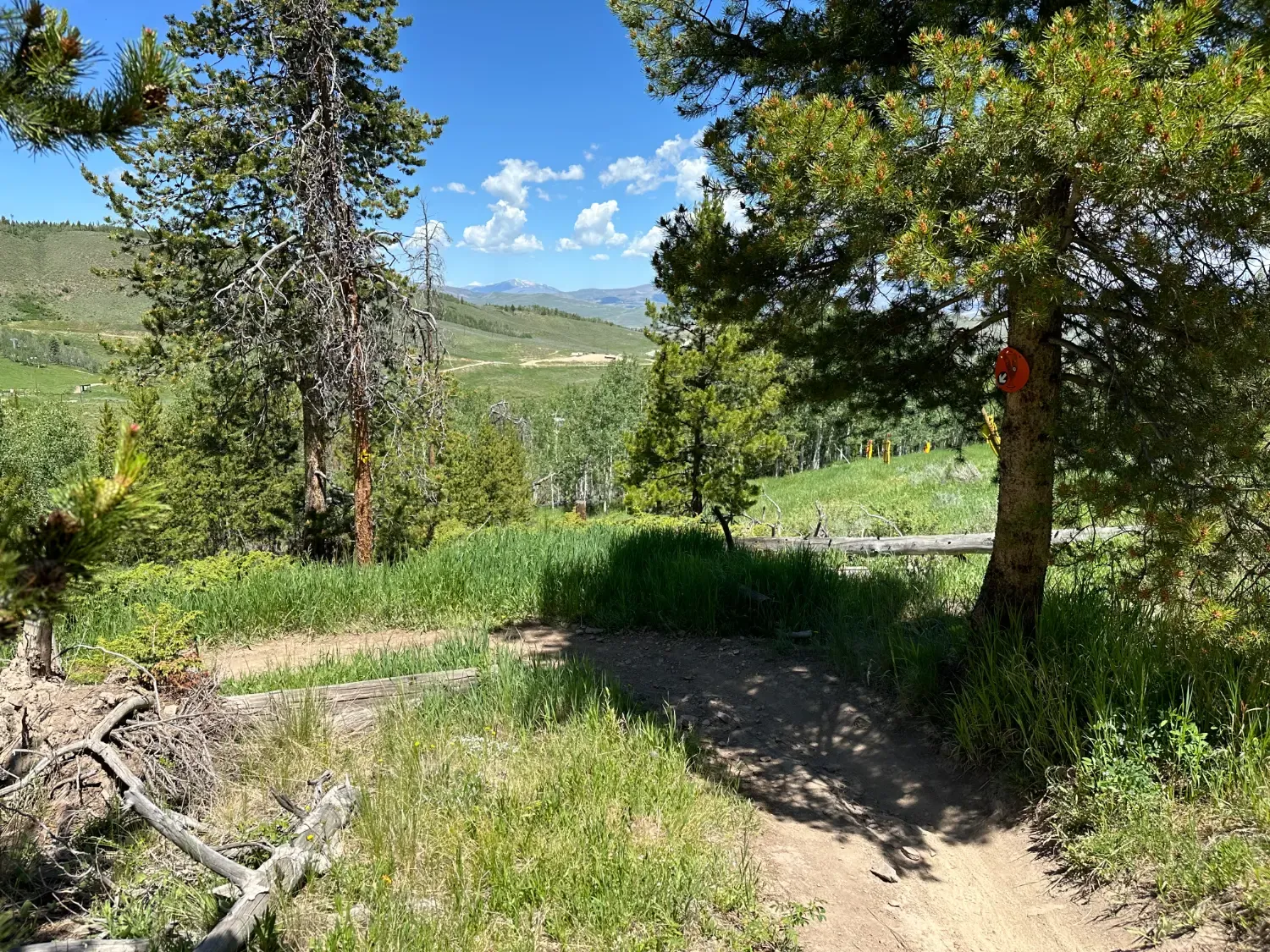 A winding dirt trail through a forest with green grass and trees, leading towards rolling hills under a blue sky with clouds.