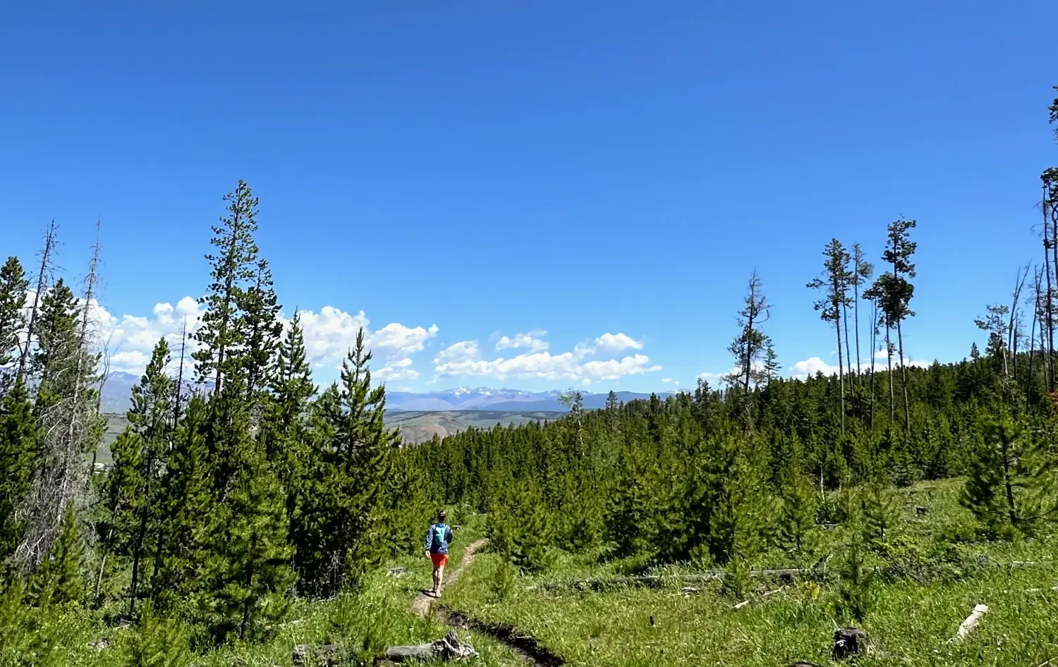 A runner with a blue backpack and red shorts runs on a trail through a pine forest, with mountains visible in the distance under a clear blue sky.