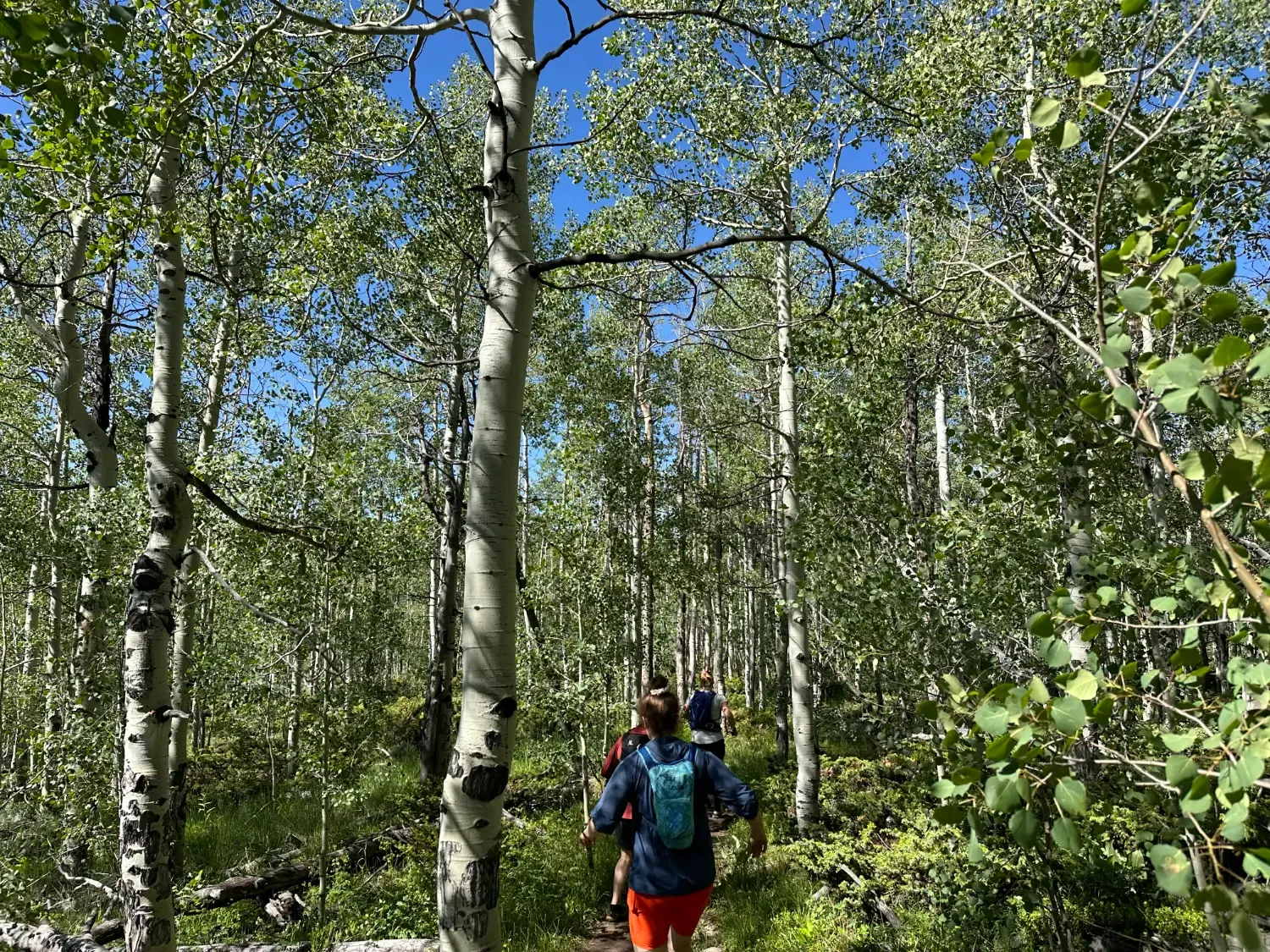 Runners on a wooded trail with aspen trees and green foliage.