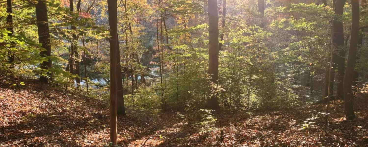 Sunlight filtering through autumn trees onto a forest trail with a glimpse of water in the background.