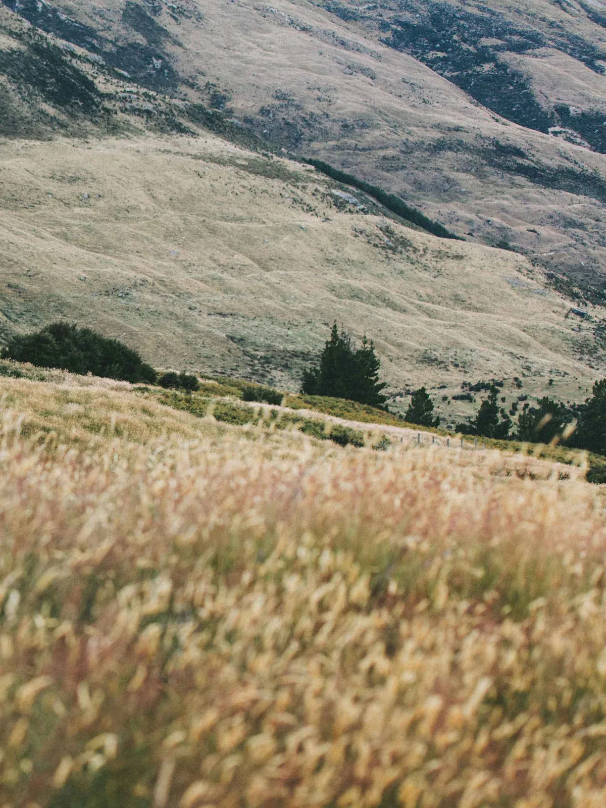 Scenic view of rolling, dry, grassy hills with scattered trees under a bright sky.
